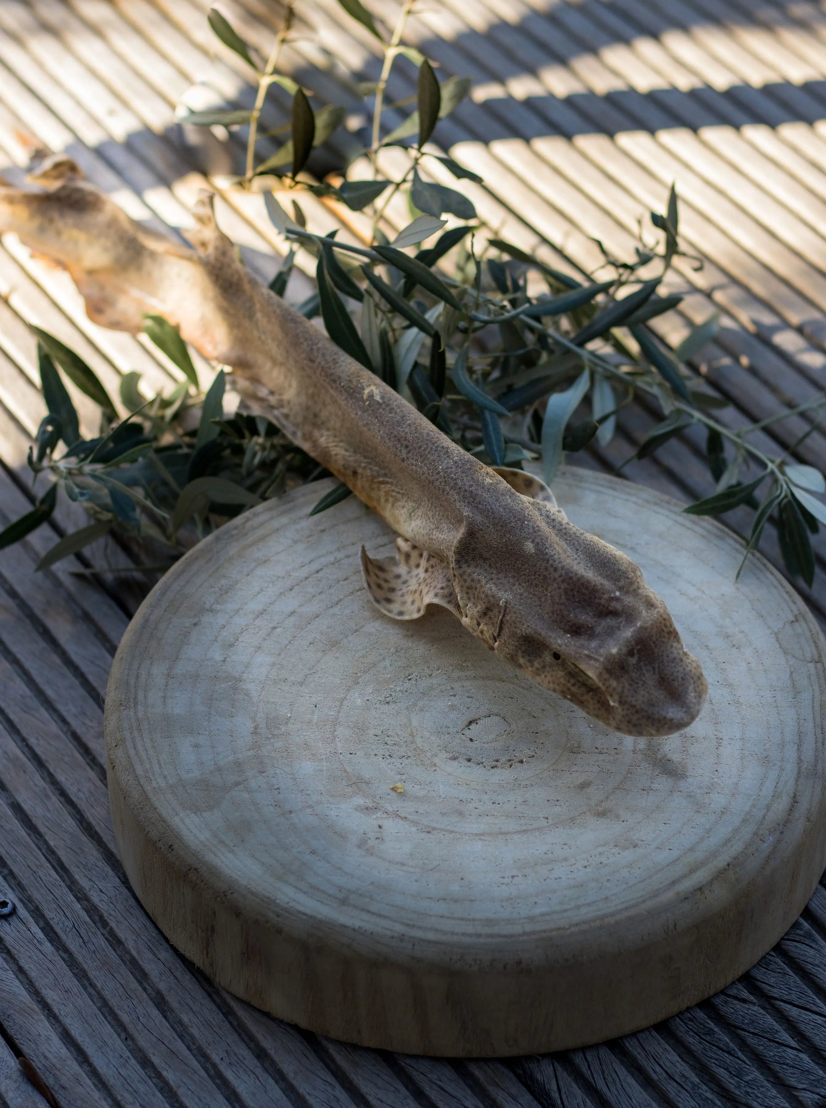 🦈 Roussette Séchée La Gamelle d'Alpha