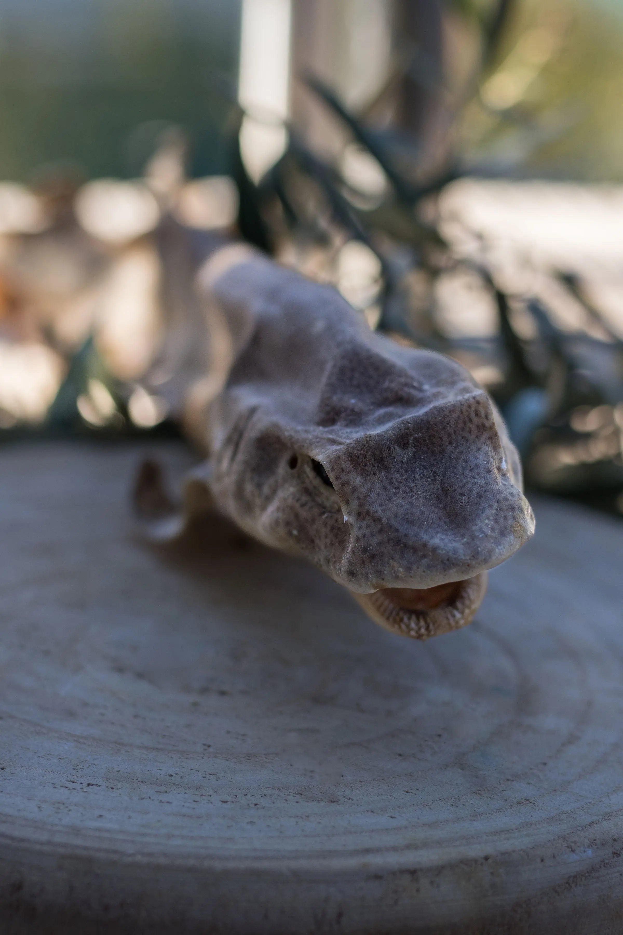 🦈 Roussette Séchée La Gamelle d'Alpha