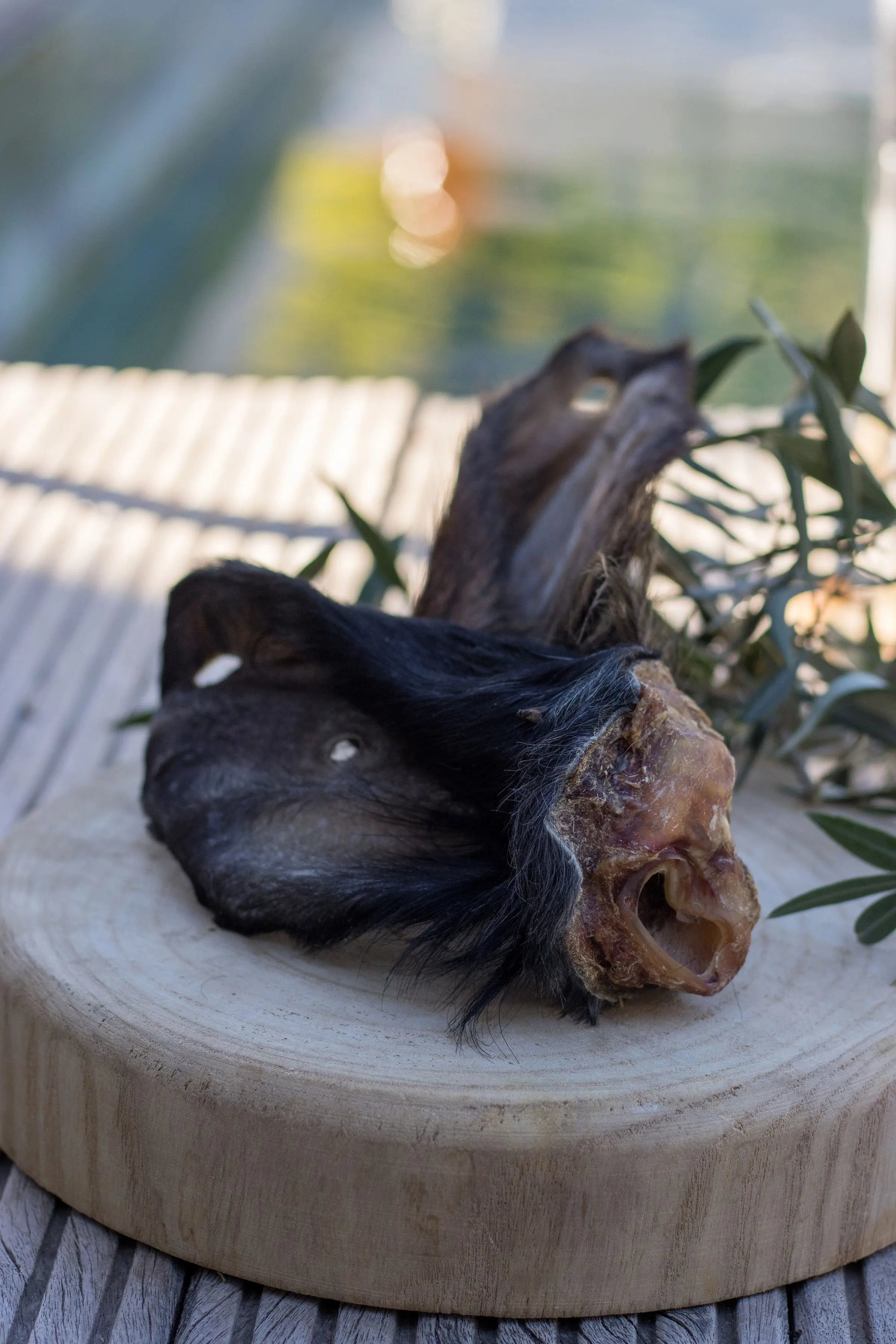 🐾 Oreilles de Bœuf Poilues avec pavillons La Gamelle d'Alpha