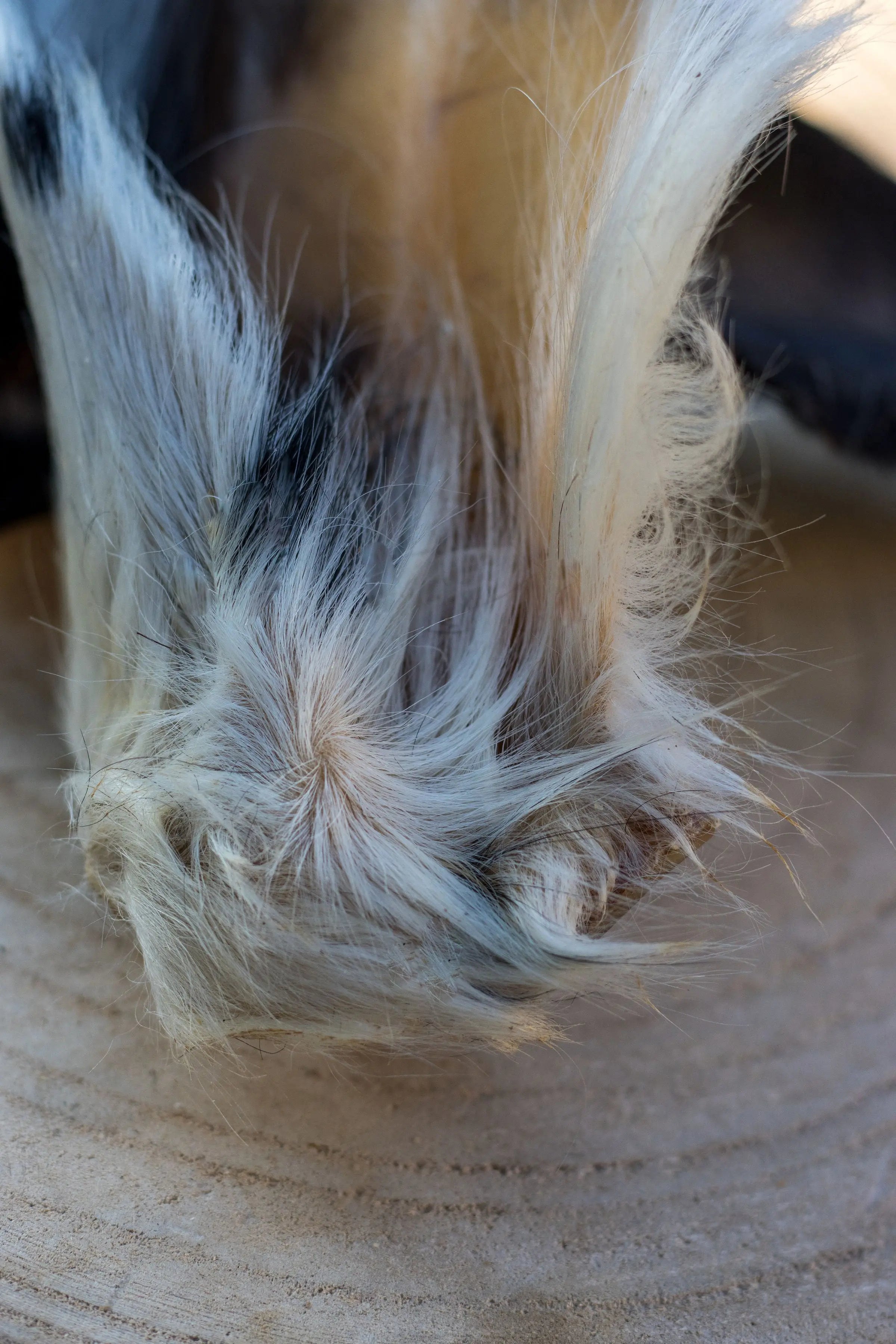 🐰 Oreilles de Lapin avec fourrure La Gamelle d'Alpha