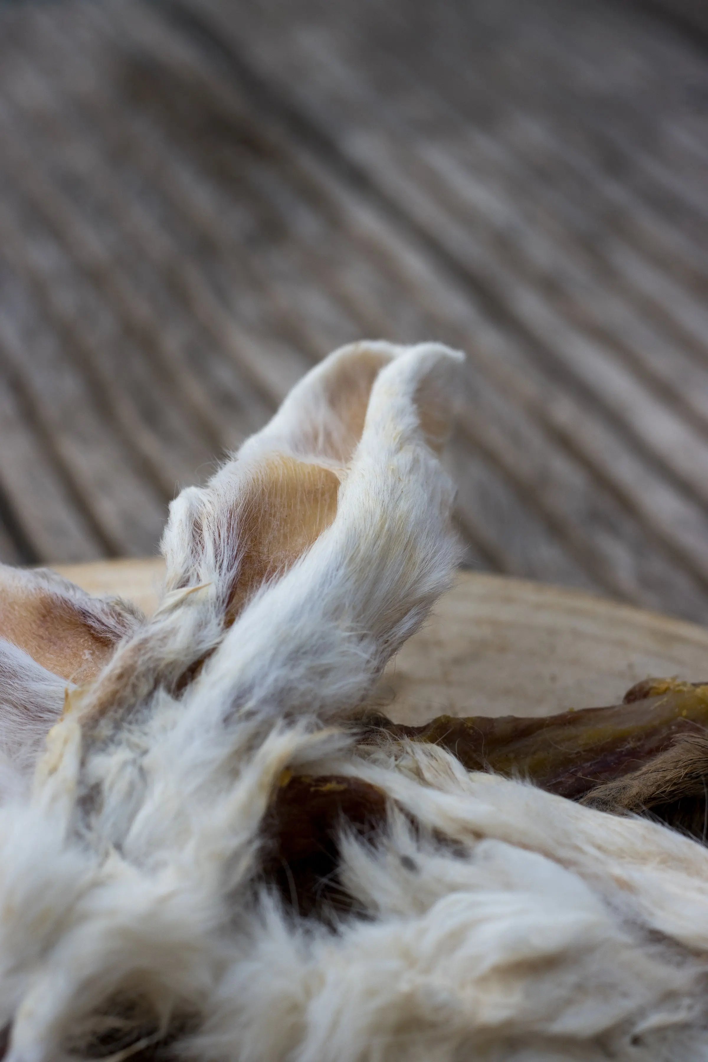 🐰 Oreilles de Lapin avec fourrure La Gamelle d'Alpha