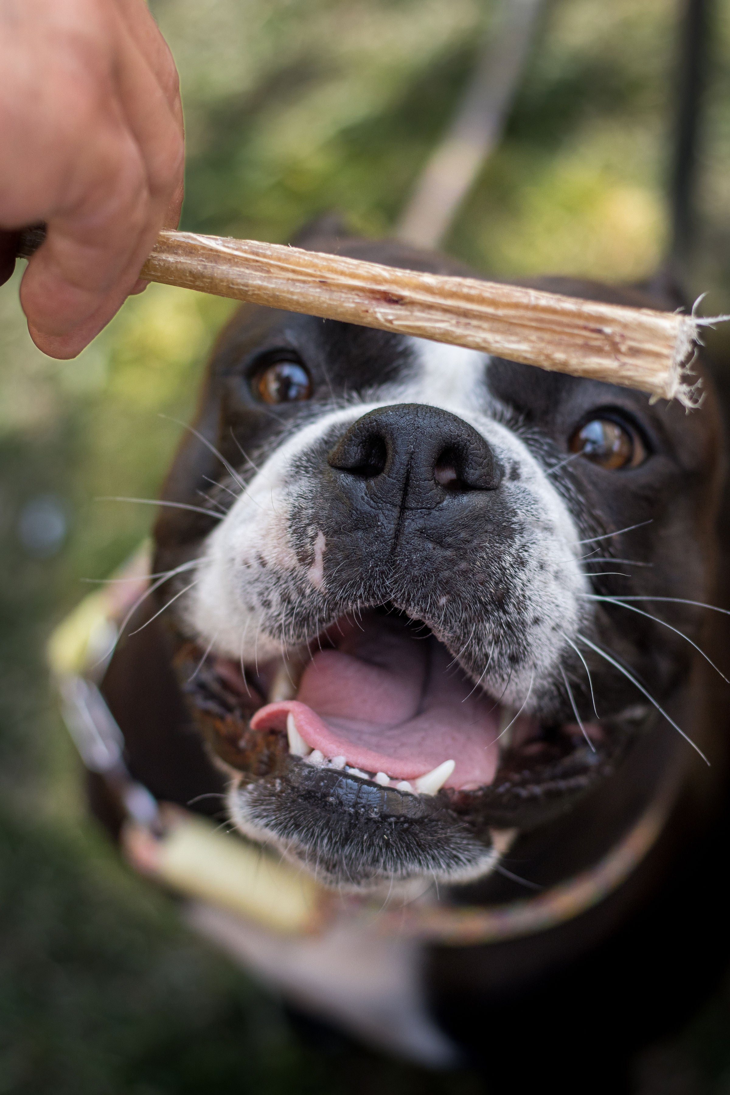 🦴 Nerf de Veau 12 cm La Gamelle d'Alpha
